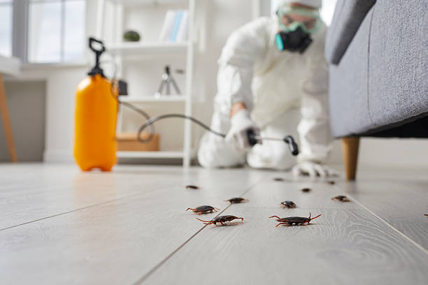 Post-Treatment Bed Bug Interceptor Monitoring in Ferriday
